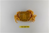 藏品(黃灰澤蟹)的圖片